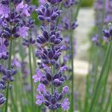 自由が丘のエステ＆アロマ・サロン、アロママッサージ、リンパドレナージュ、フェイシャル｜目黒、エフェクティブタッチ